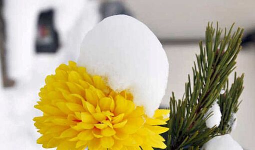 Schneehaube auf Blume