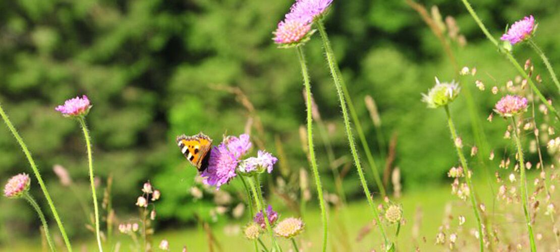 Blumenwiese