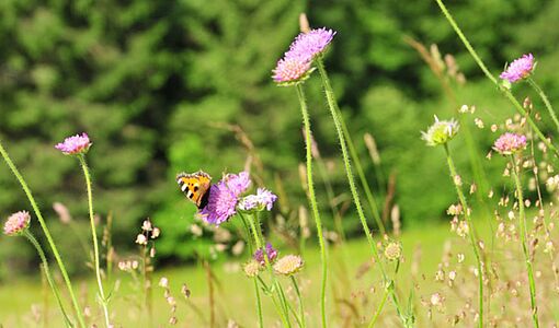 Blumenwiese